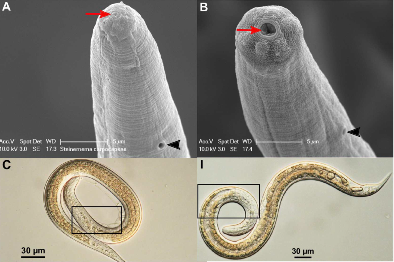 Parasite of the Day: 2017
